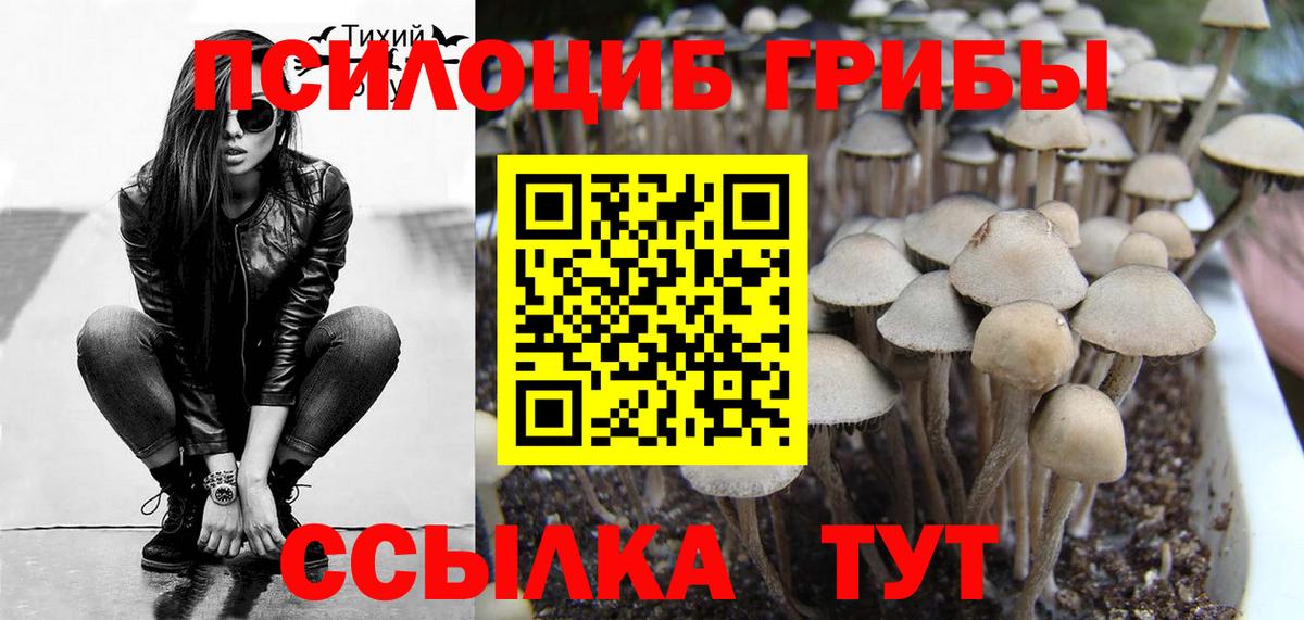 Псилоцибиновые грибы Psilocybe Петрозаводск